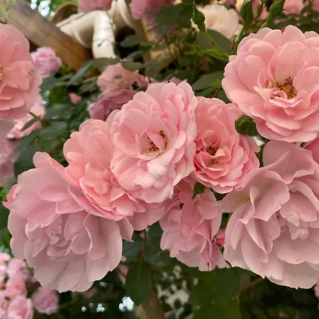 Сasa de vacaciones A Soulas