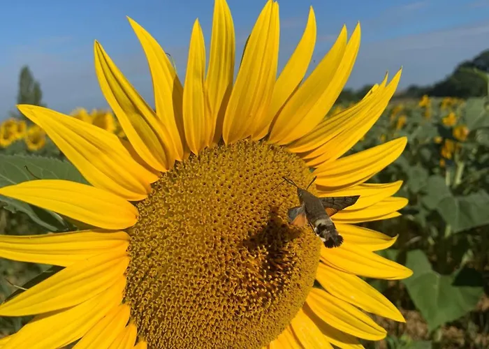 A Soulas Сasa de vacaciones Armous-et-Cau