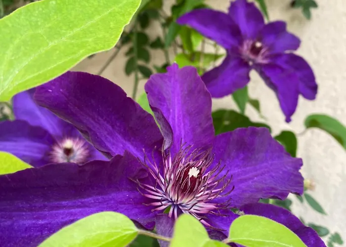 A Soulas Сasa de vacaciones *